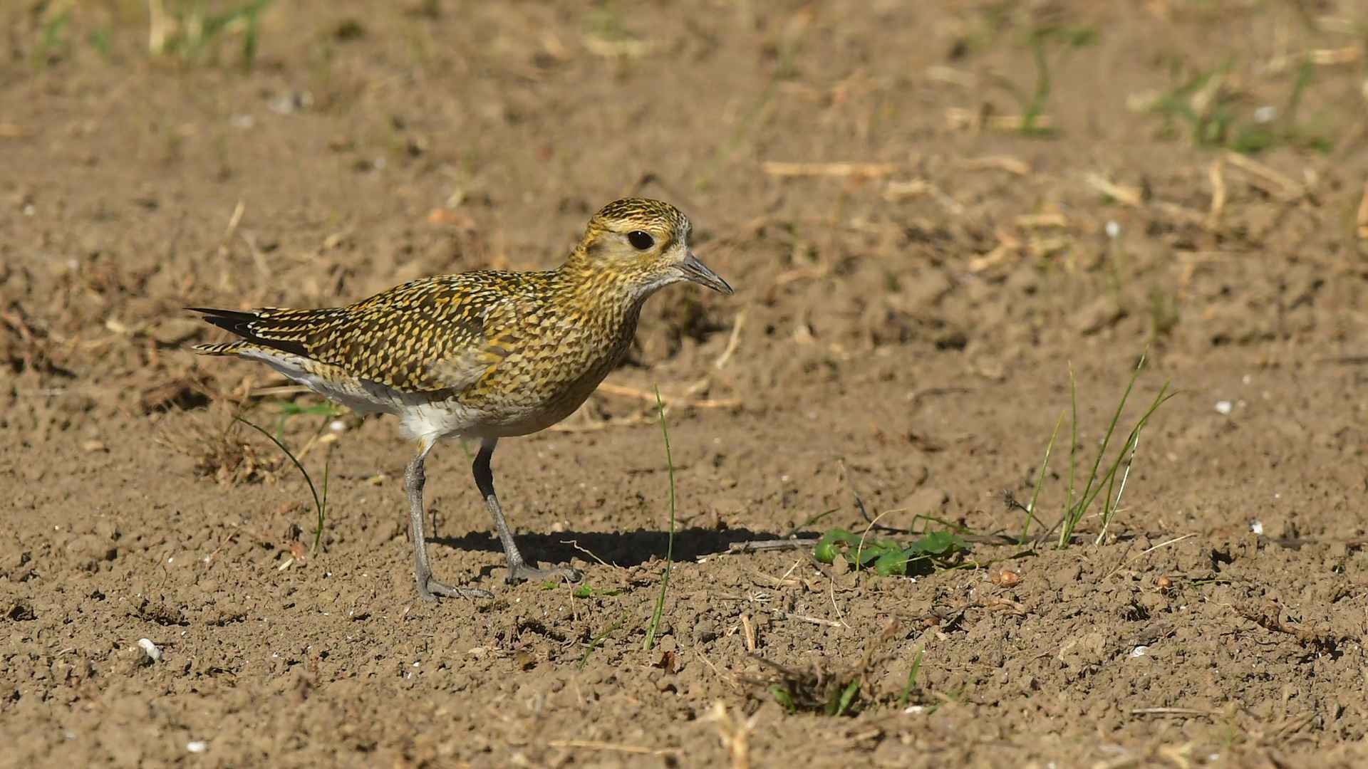 European Golden-Plover